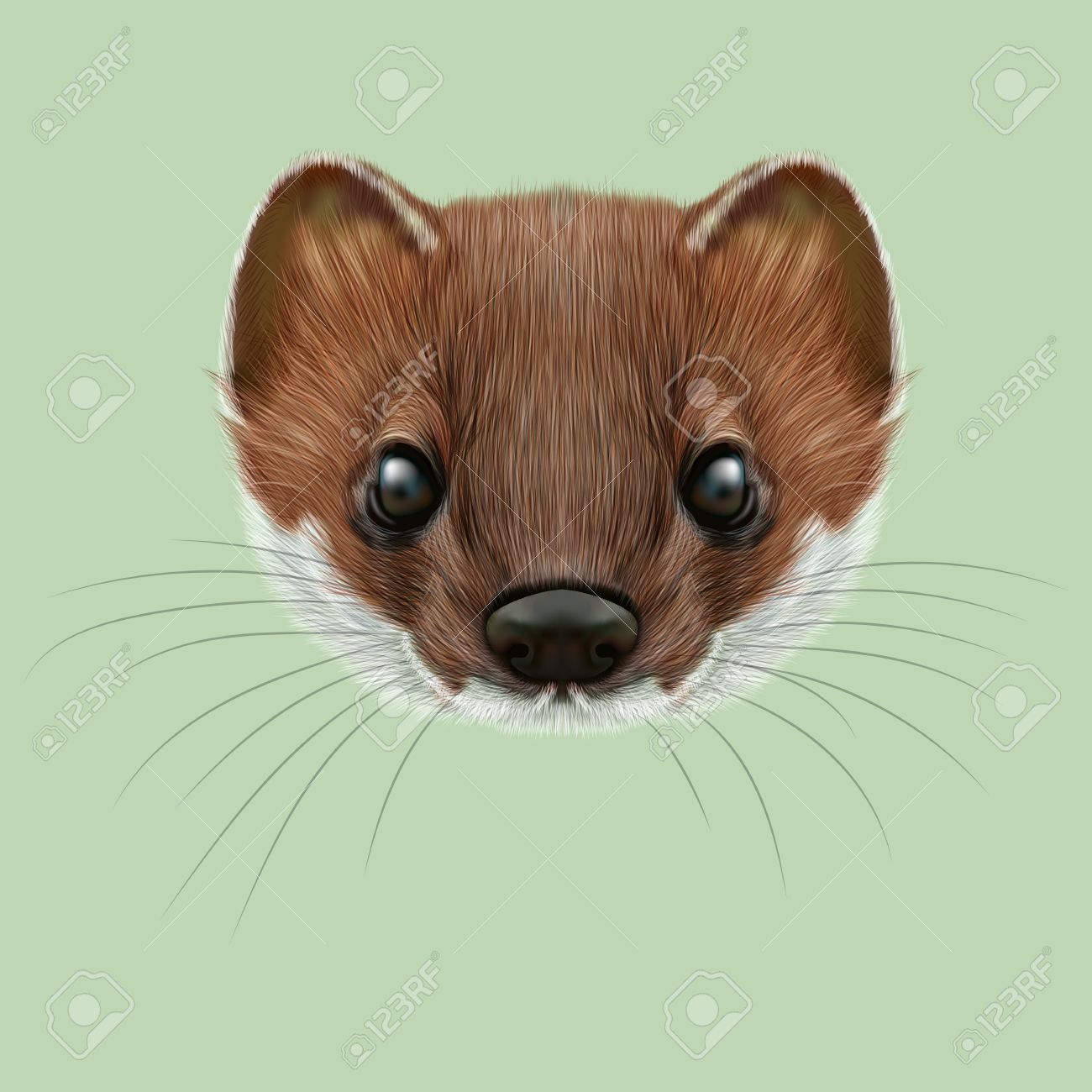 Free download Stoat photo WP12079 [1459x899] for your Desktop, Mobile ...