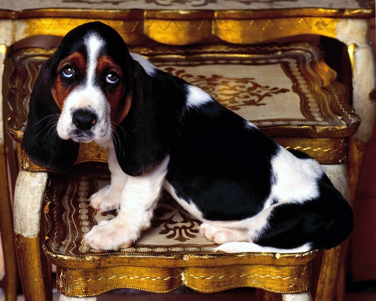 Basset Hound Dog Photo And Wallpaper Beautiful