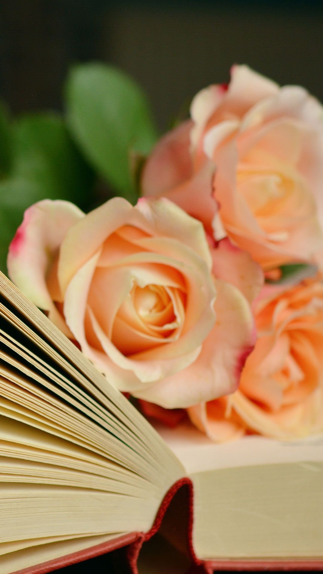 Book Roses Bouquet Reading iPhone Plus Wallpaper Rose