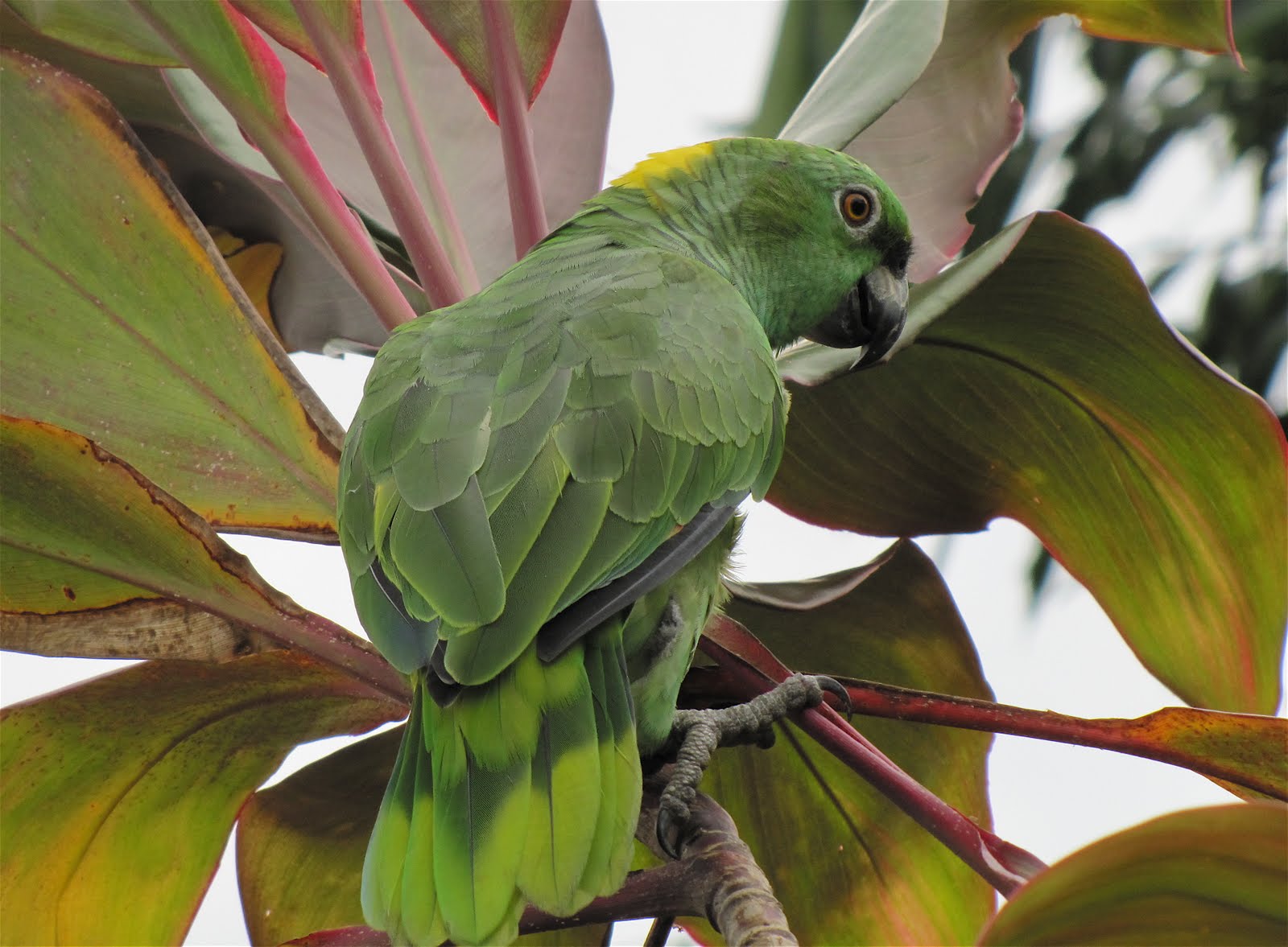 [45+] The Yellow Wallpaper Amazon WallpaperSafari