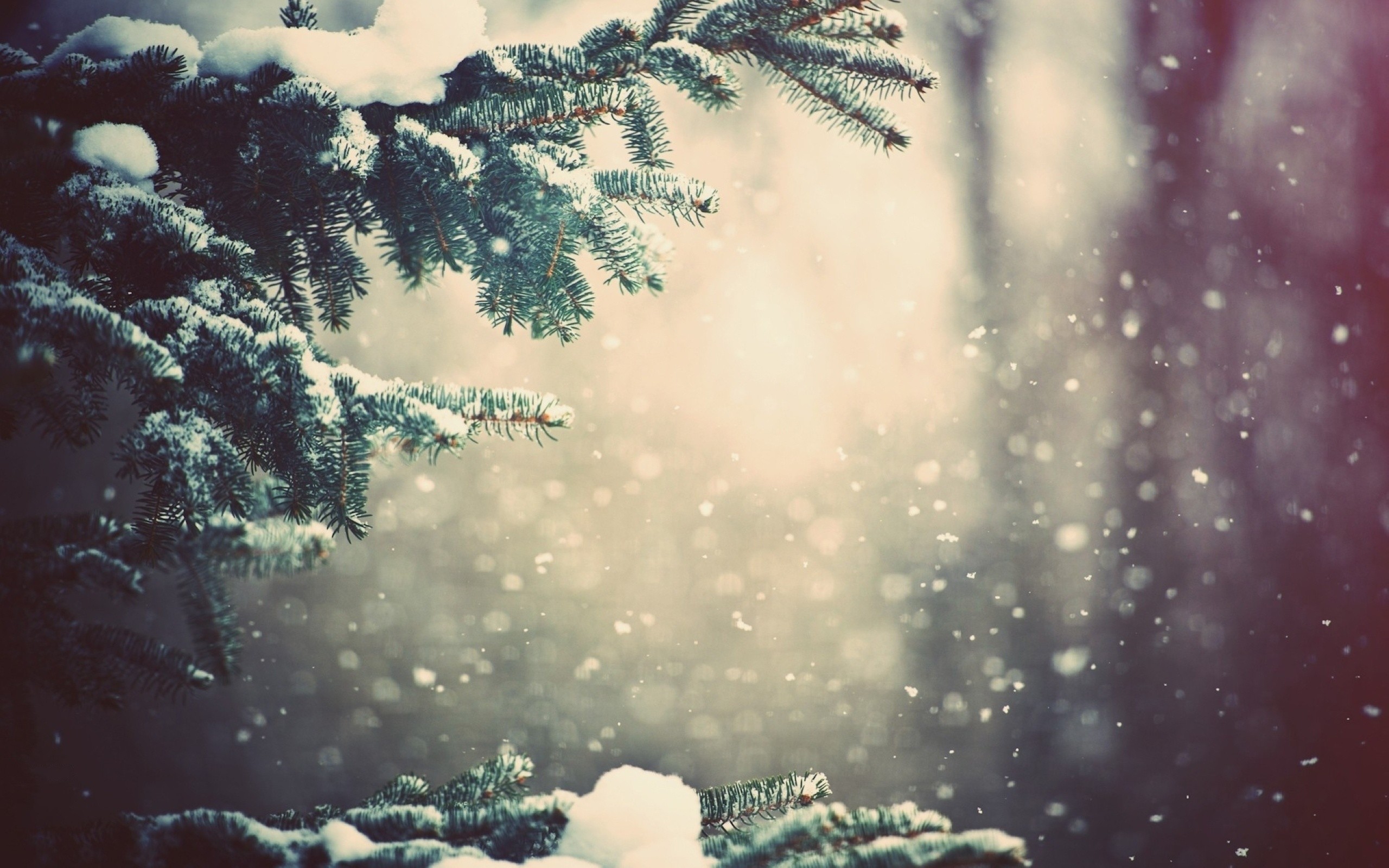 Snow on Christmas Tree Branches   Nexus Wallpaper