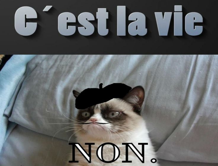 Cat meme quote funny humor grumpy french sadic wallpaper 1440x1100