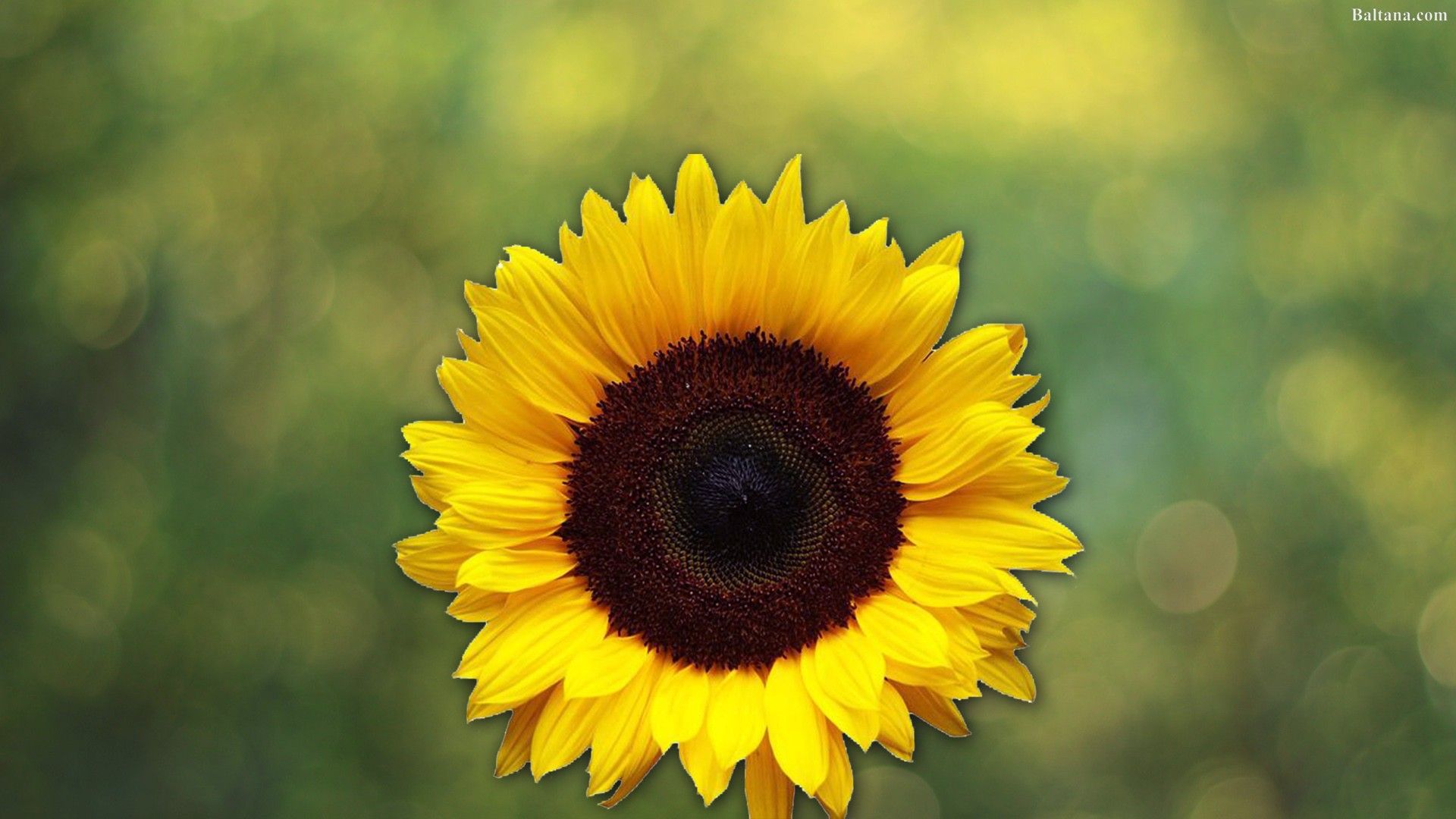 Sunflower HD Wallpaper On