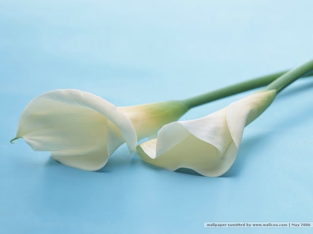 Two White Calla Lilies Lily Flower Wallpaper