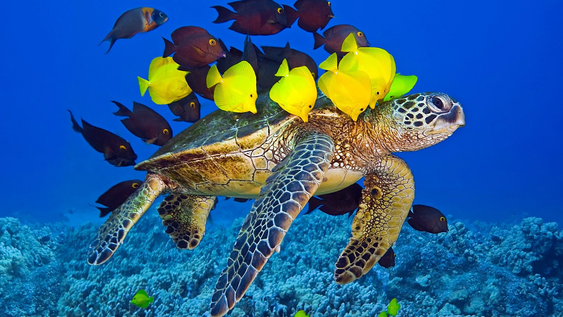 Sea Turtle Ocean Underwater Yellow And Brown Fish Wallpaper Desktop