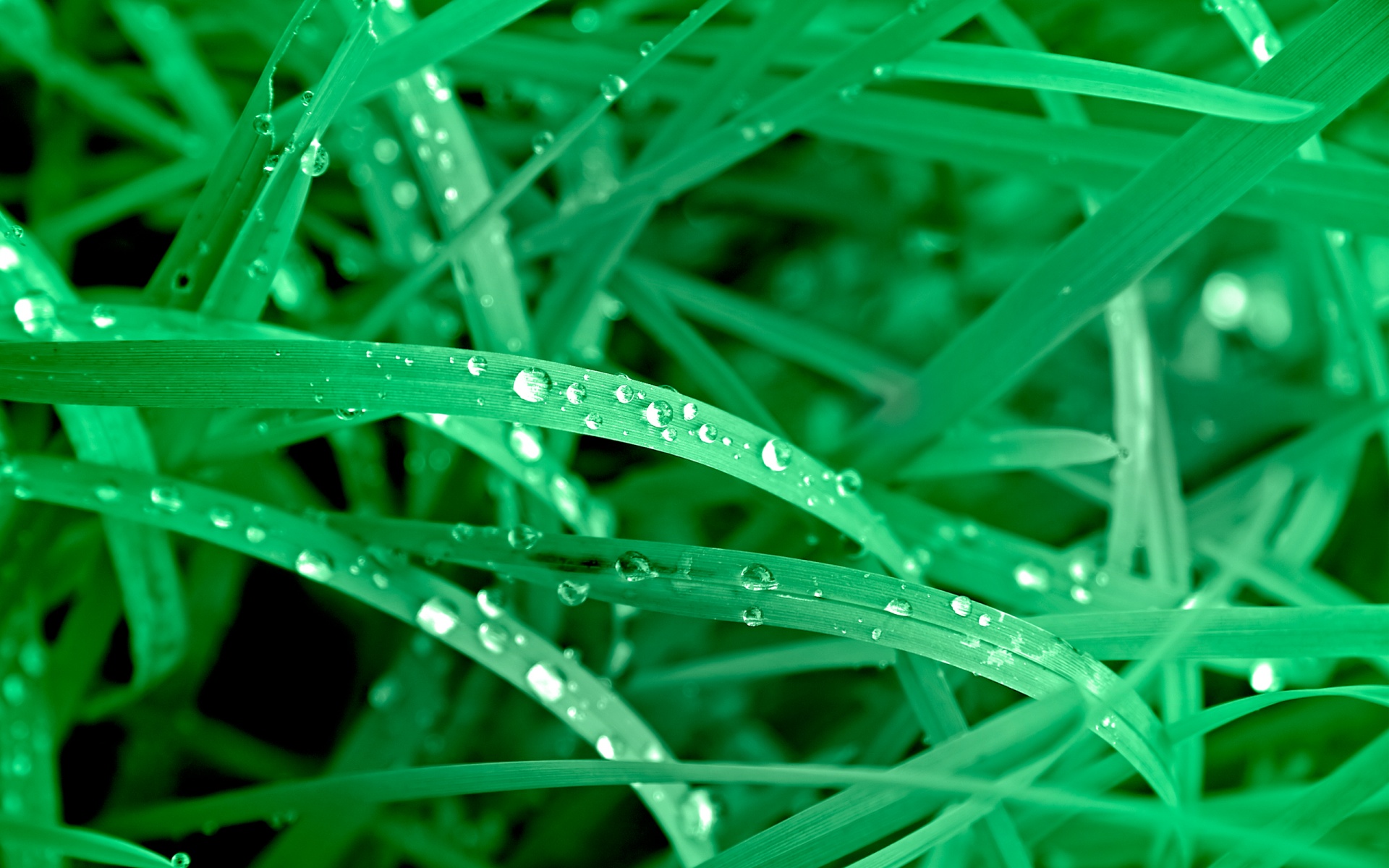 Vivid Green Leaves Wallpaper And Image Pictures