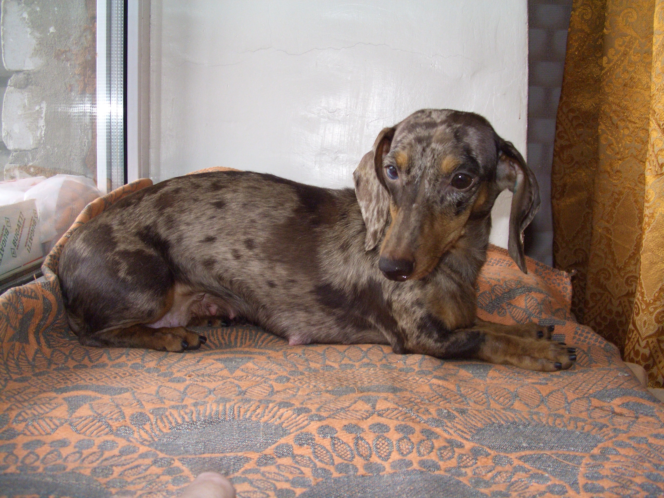 Unusual Dachshund Window Wallpaper And Image Pictures