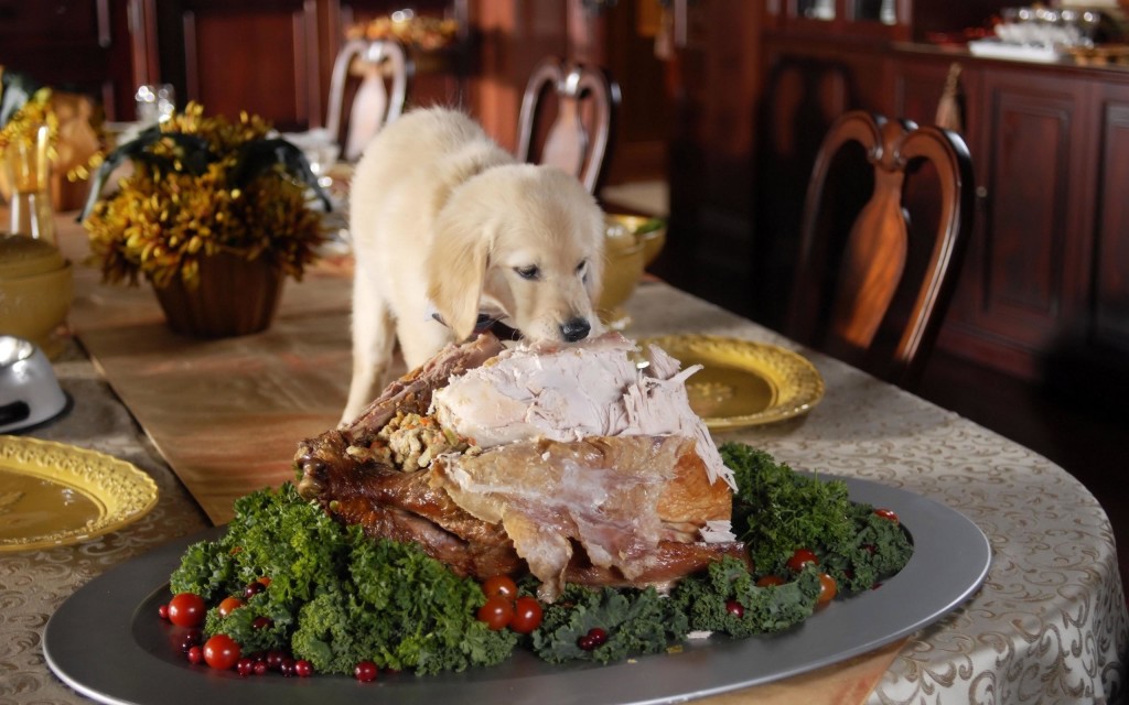 Funny Thanksgiving Dog Background Wallpaper