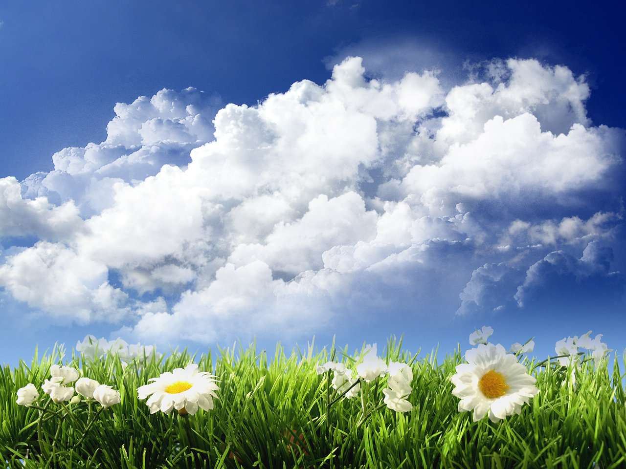 Flowers Desktop Wallpaper