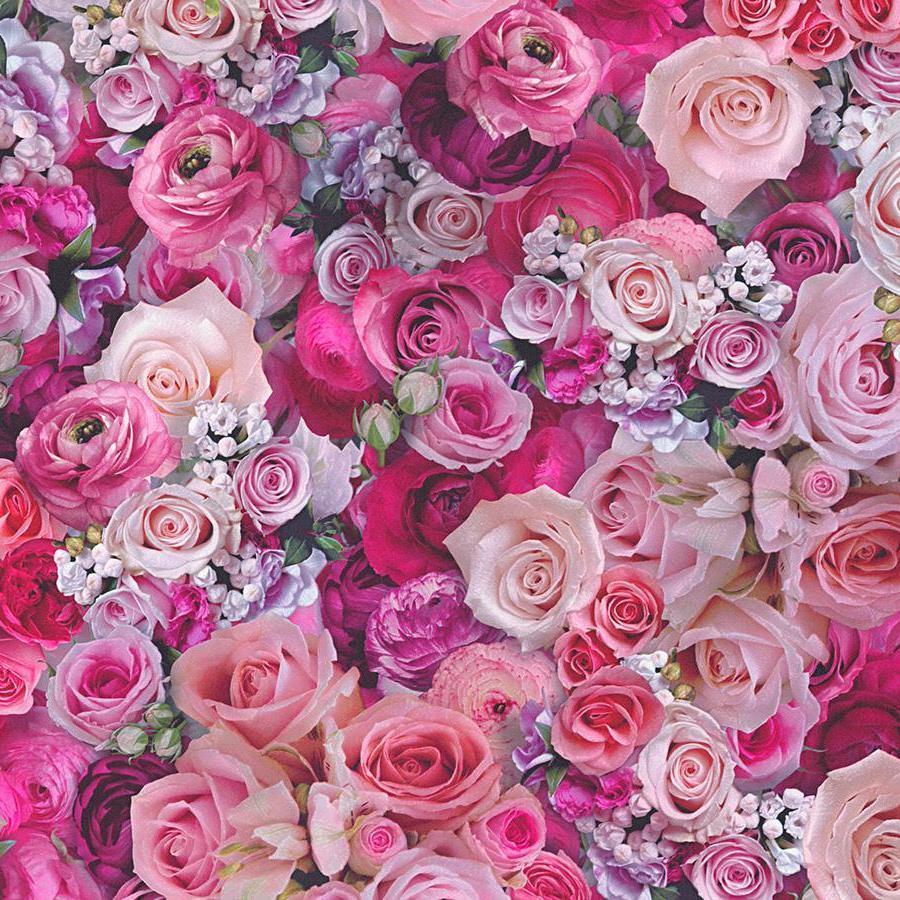 Pink Roses Wallpaper At Wallpaperbro