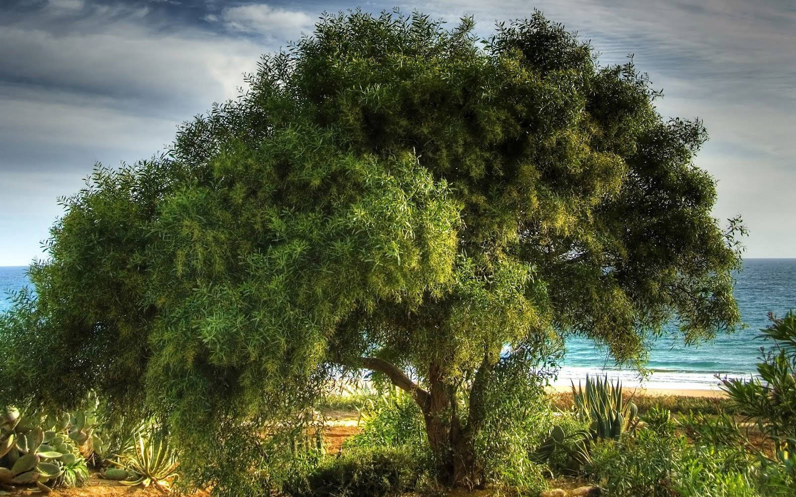 Green Tree Wallpaper
