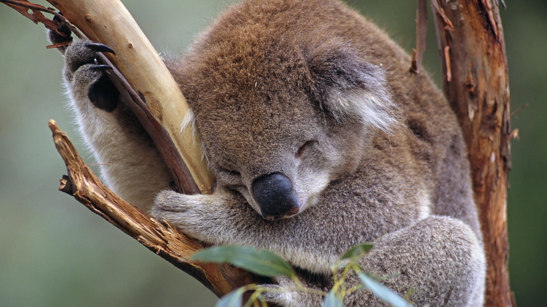 Bebe Koala HD Zootopia