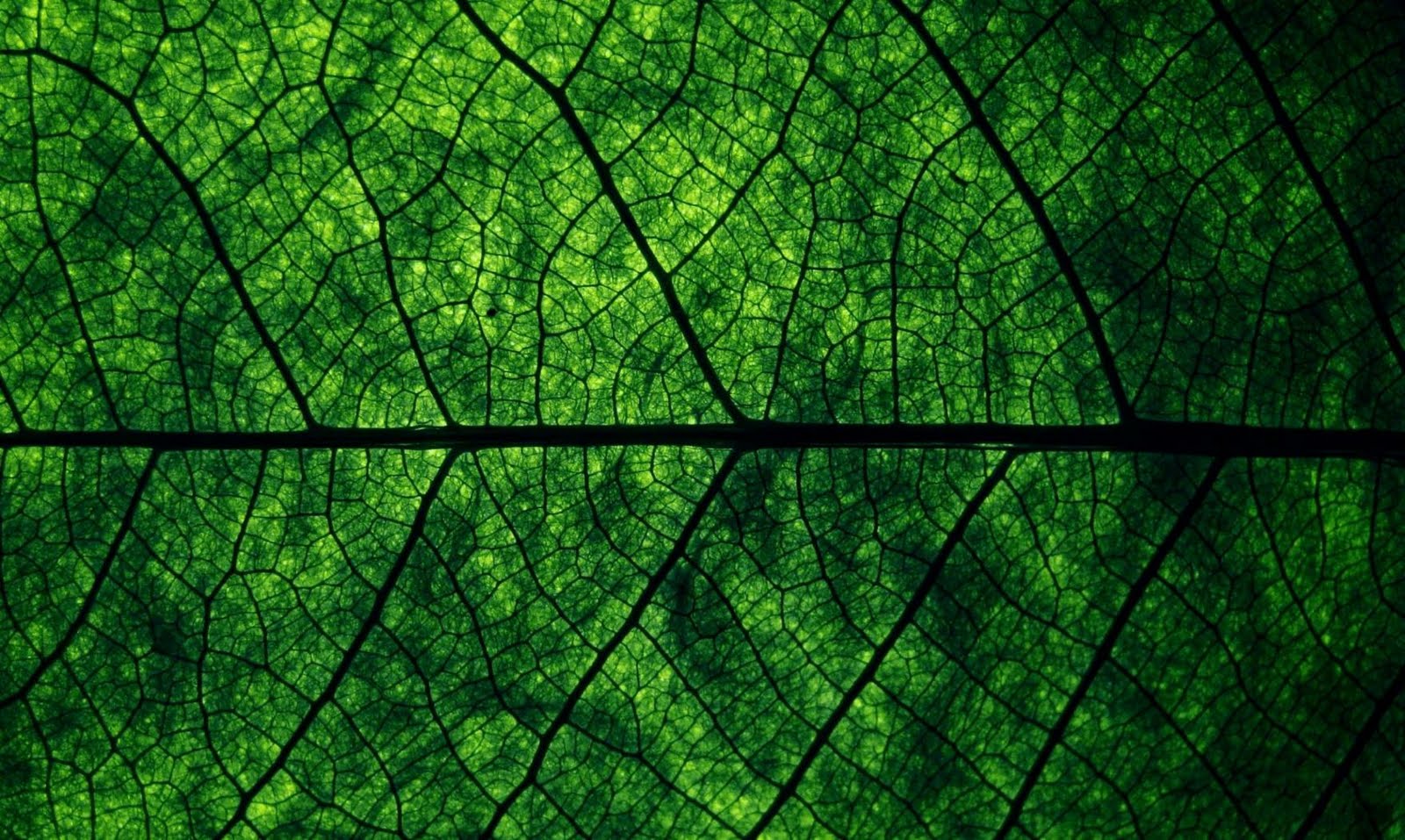 Superb Leaf Full HD Quality Wallpaper