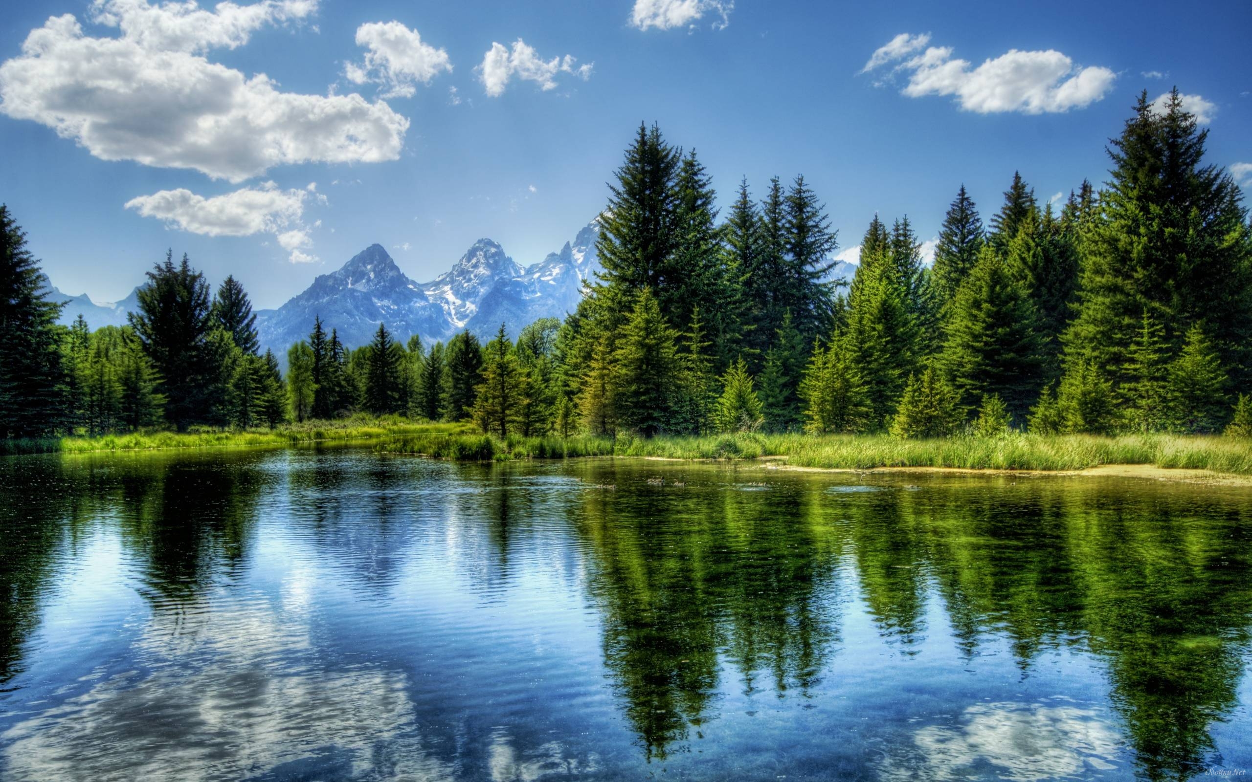 Lake In The Coniferous Forest Wallpaper HD Desktop