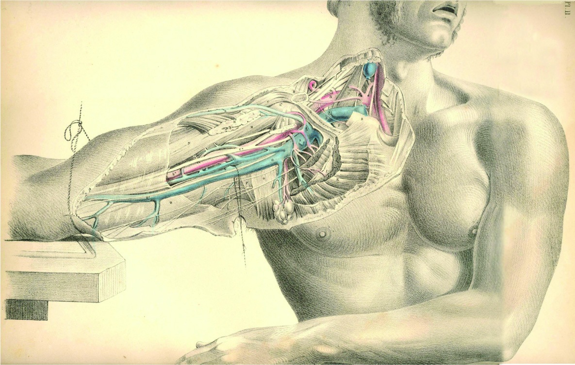 anatomy HD Wallpaper   General 918162