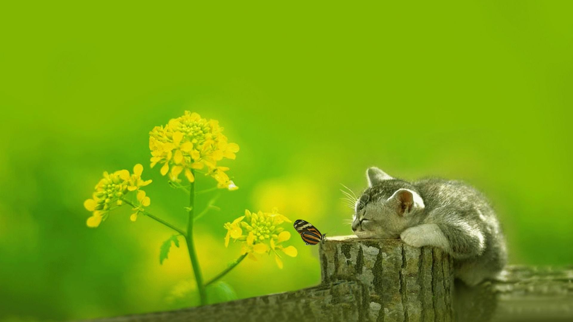 Spring Baby Animals Desktop Wallpaper Image