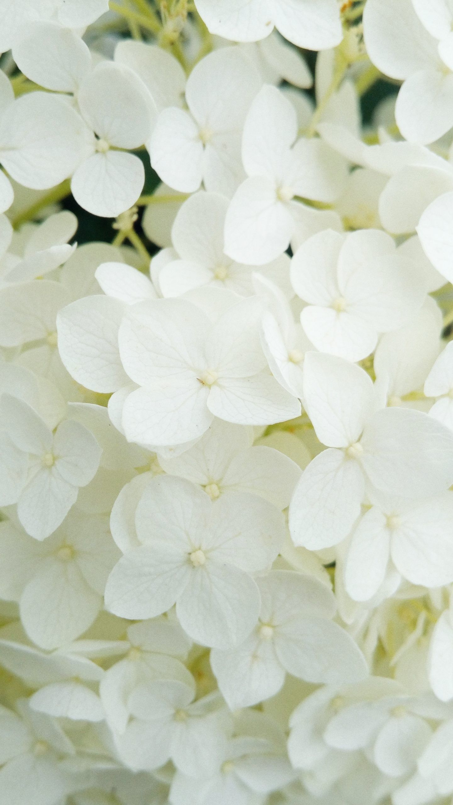 Beautiful Flower Wallpaper For iPhone By Modernbanget