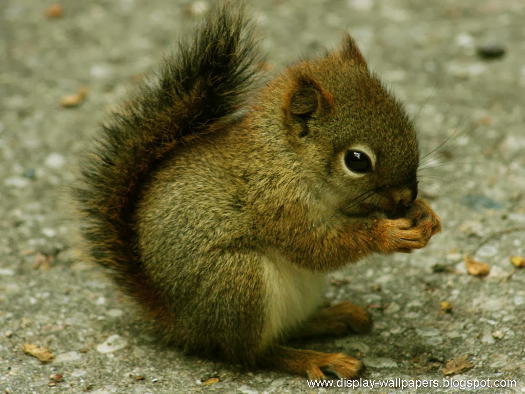 Squirrels Desktop Wallpaper