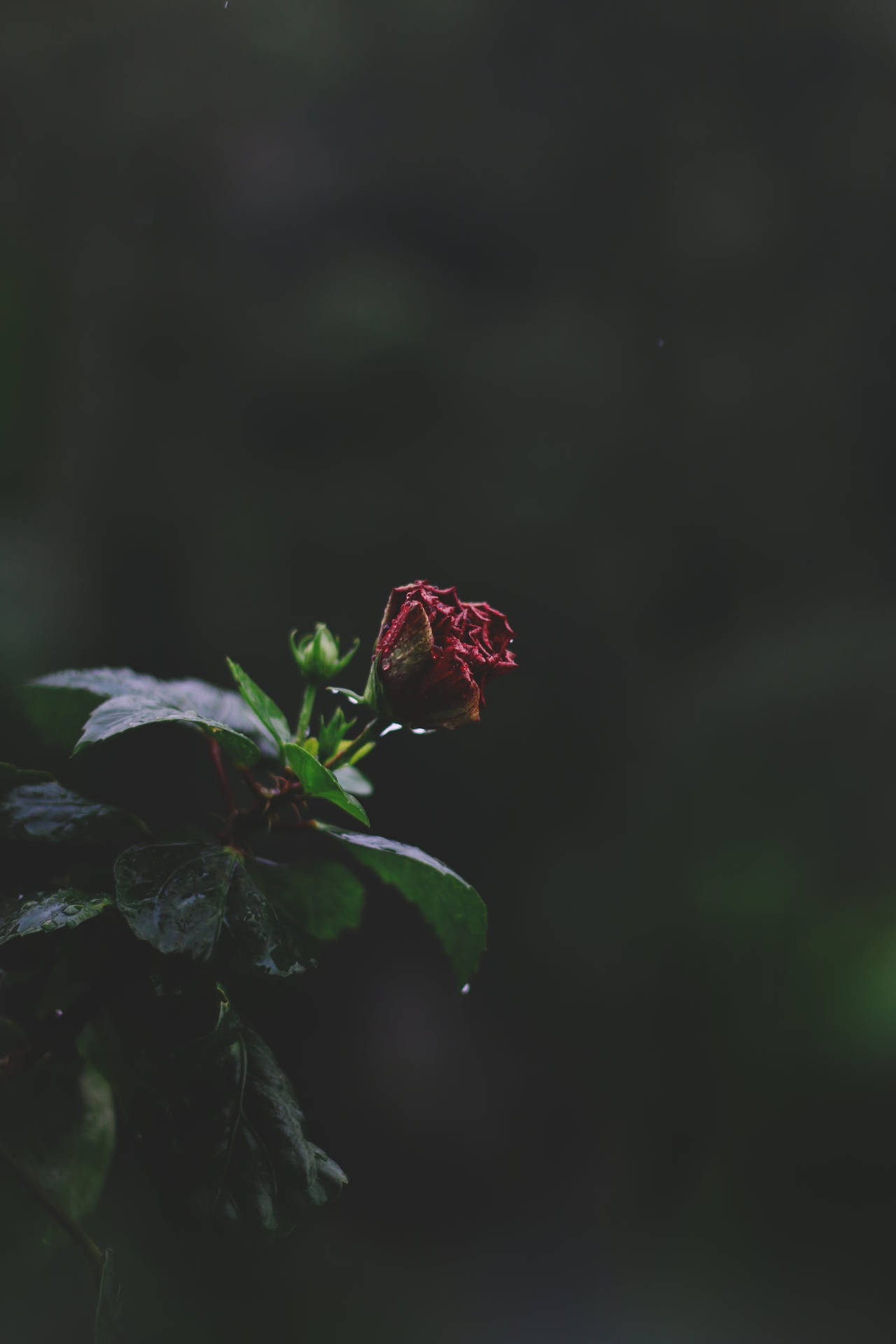 Rose iPhone Wallpaper