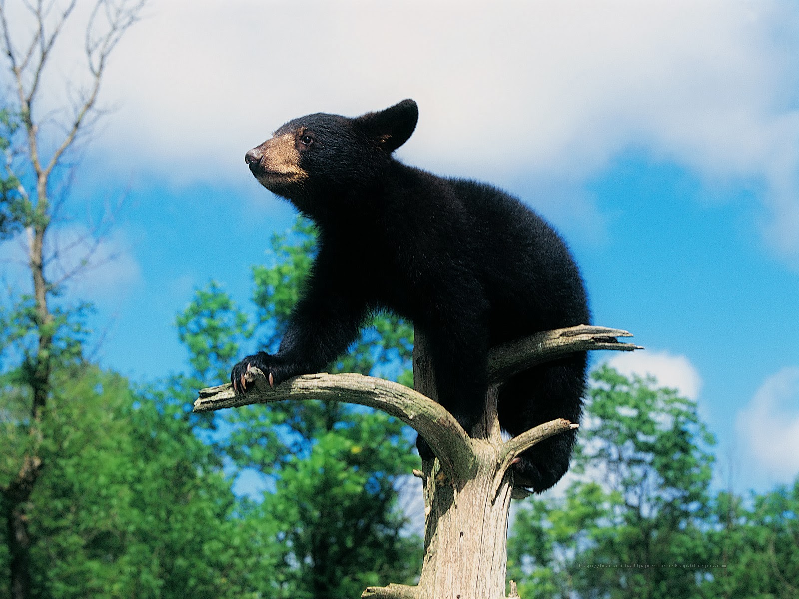 Bear Wallpaper HD