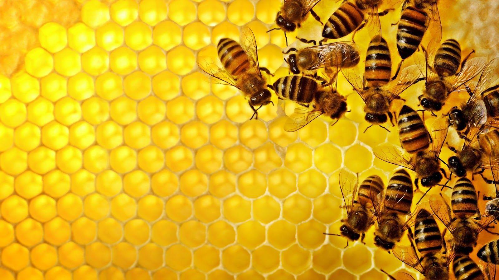 Beehive Wallpaper