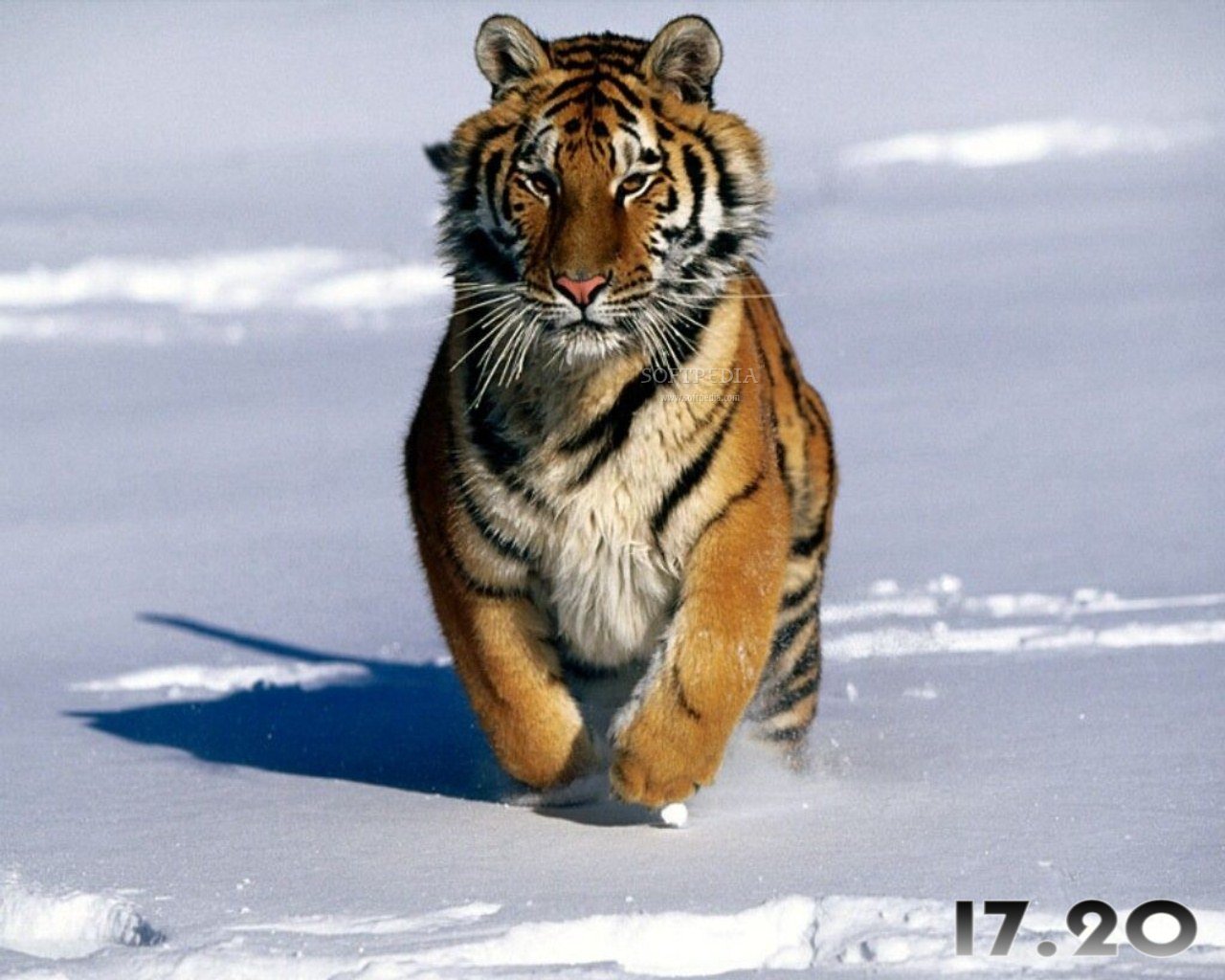 Tigers Screensaver   This is one of the many tigers that will be 1280x1024