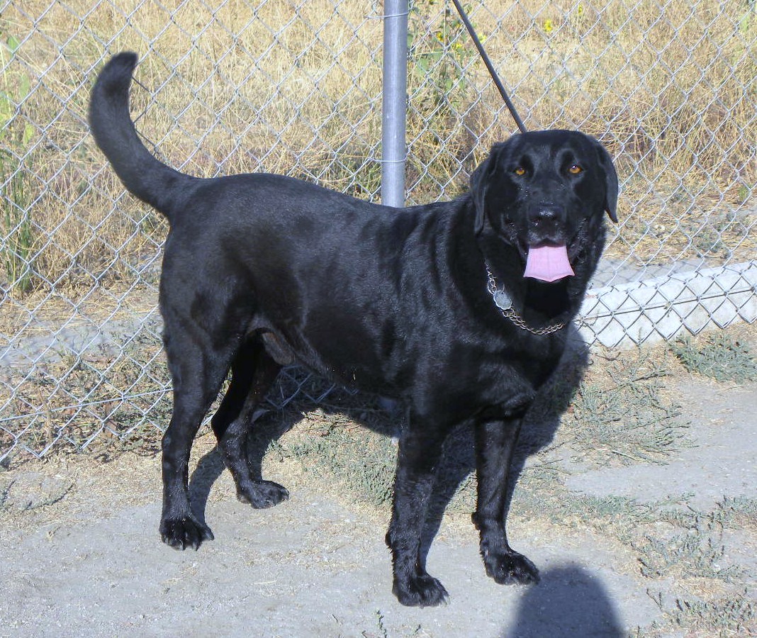 Black Labrador Dog Animals Wallpaper Dogs
