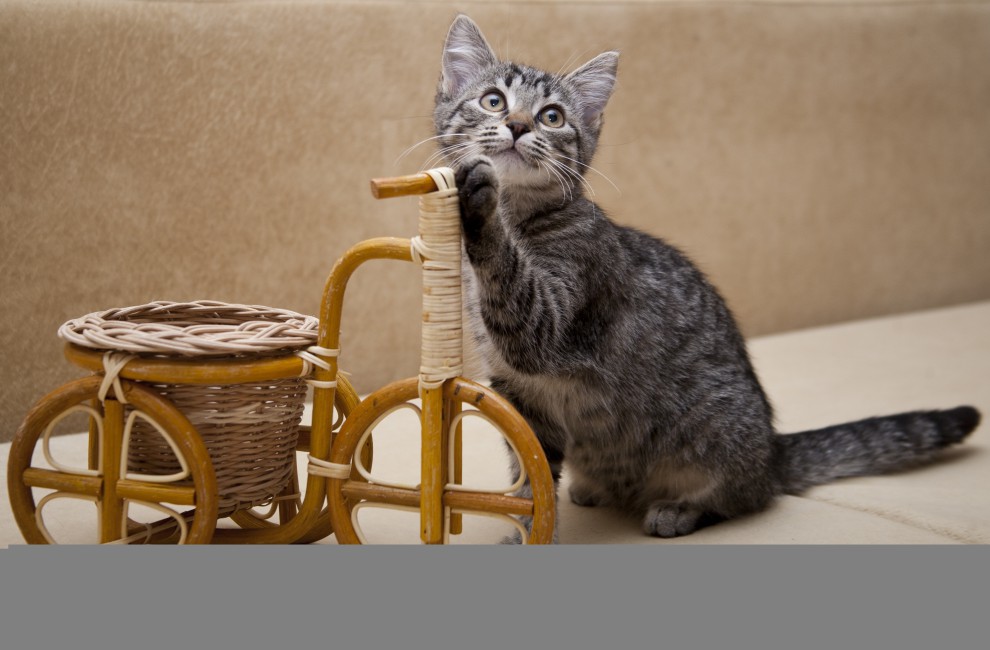Kitten Invention Bicycle Stock Photos Image HD Wallpaper