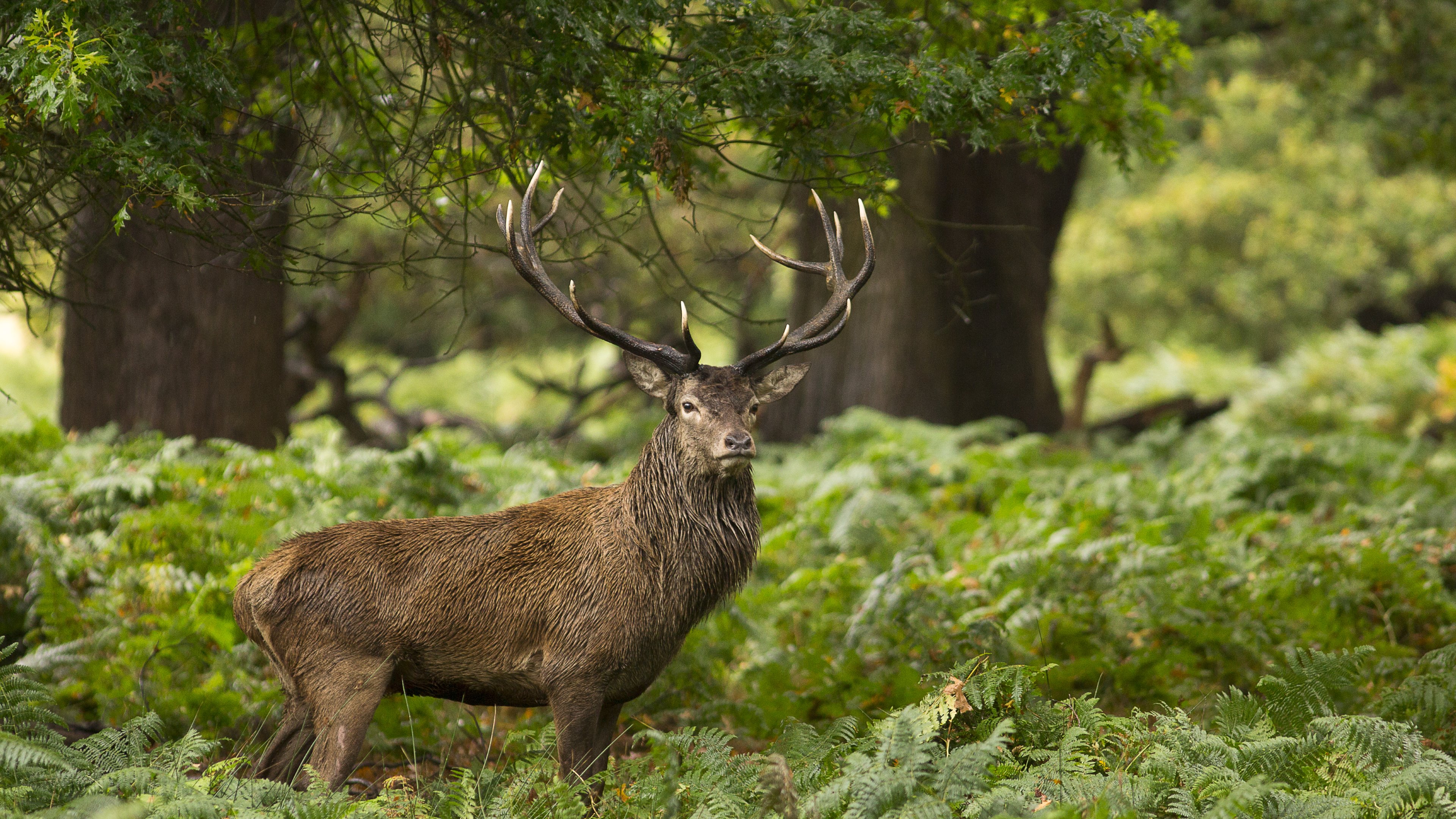 Forest Wild Animal Stag HD Wallpaper 4k
