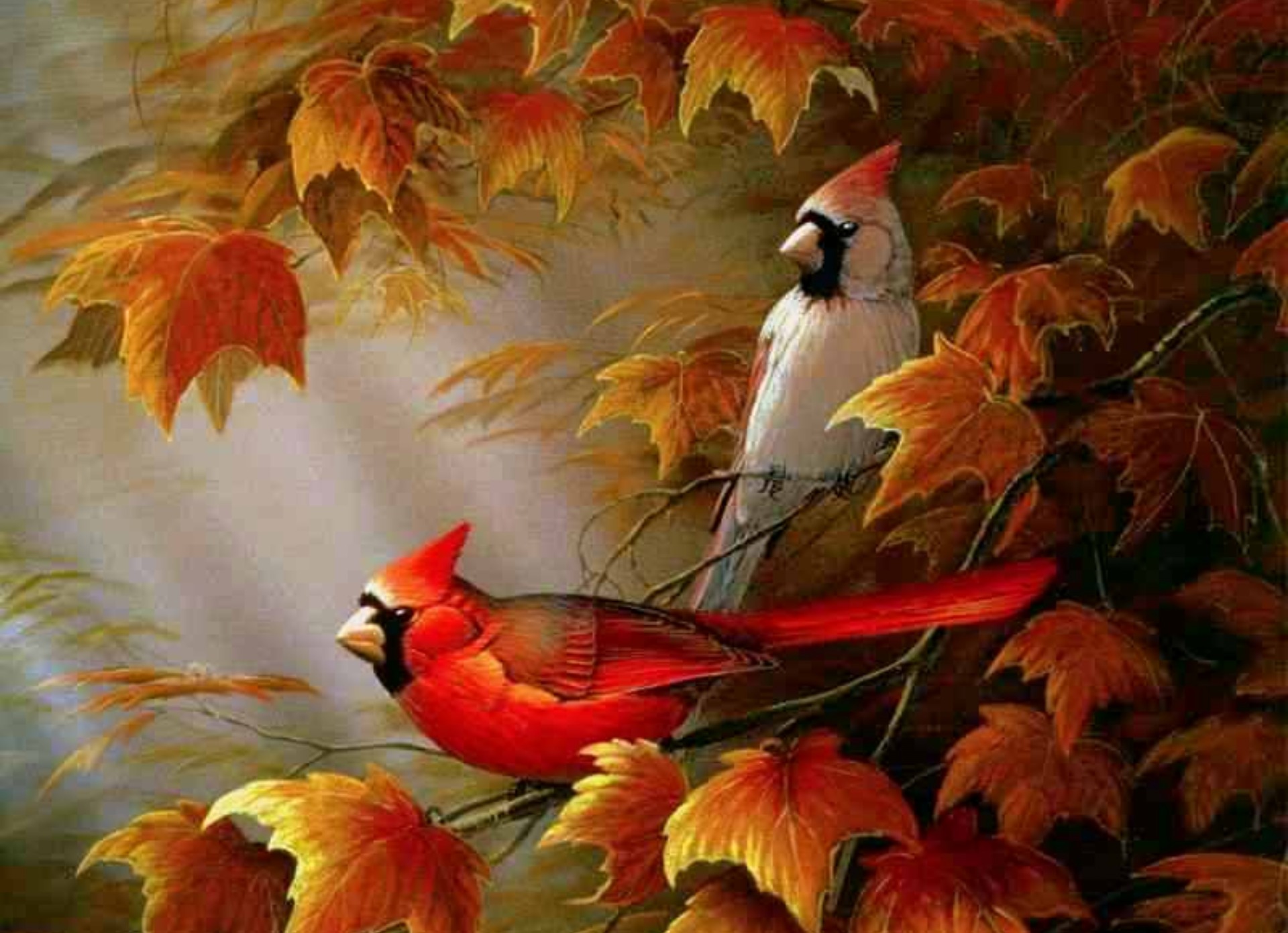 Cardinals Birds Autumn Wallpaper HD