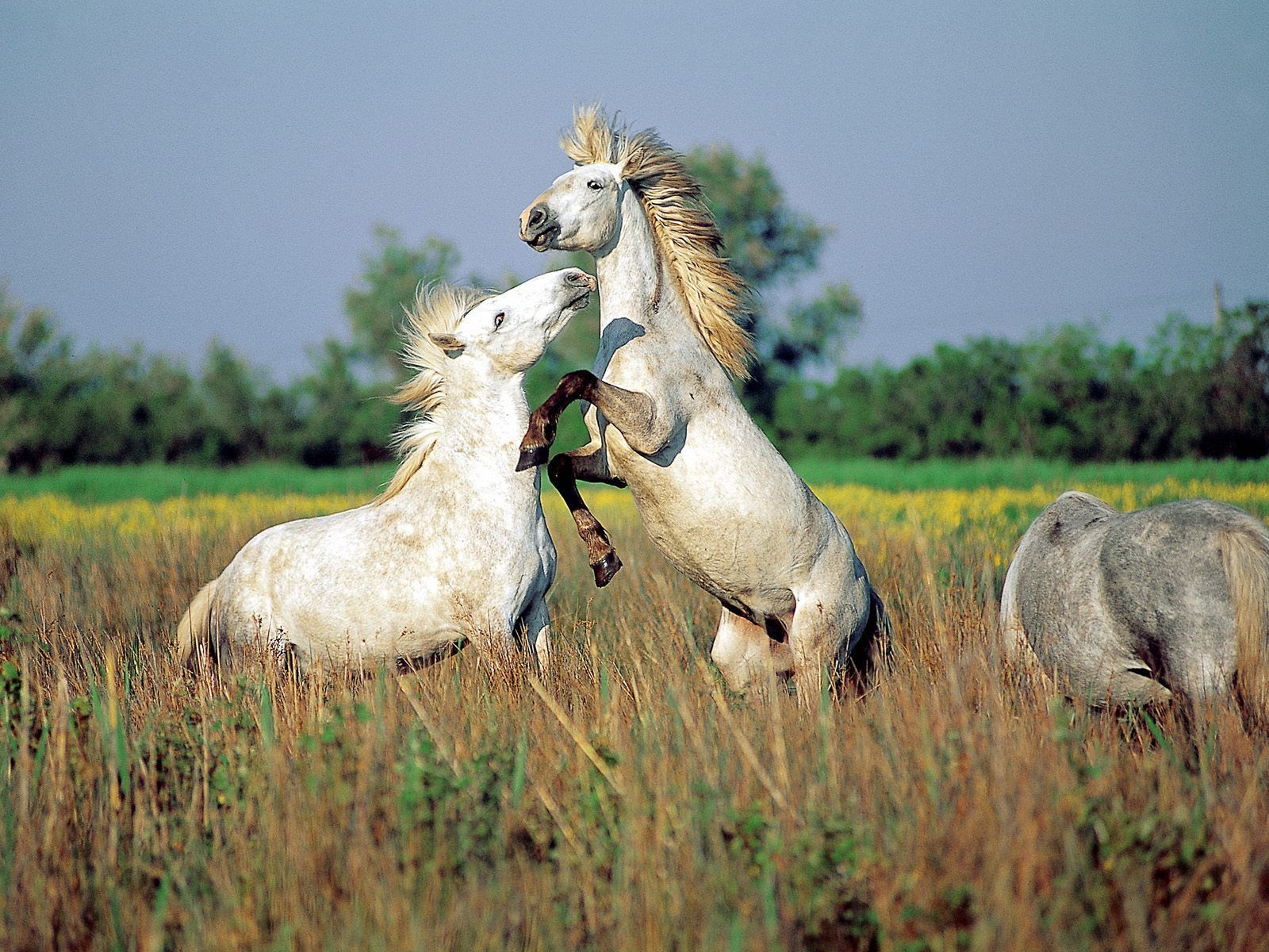 Wild Horses Of Camargue Southern France Desktop Wallpaper Nr