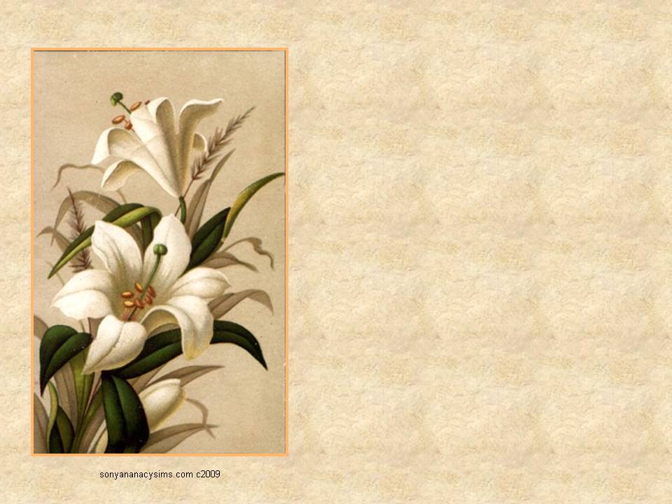 Easter Lily Powerpoint Background