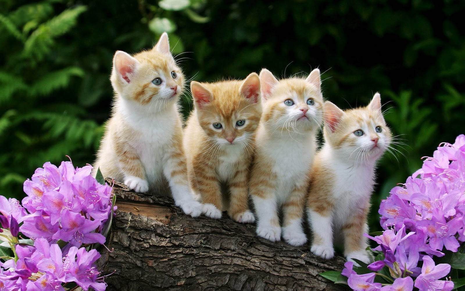 Bureaublad Achtergrond Met Jonge Rode Katjes Kittens Drinken Bij Hun