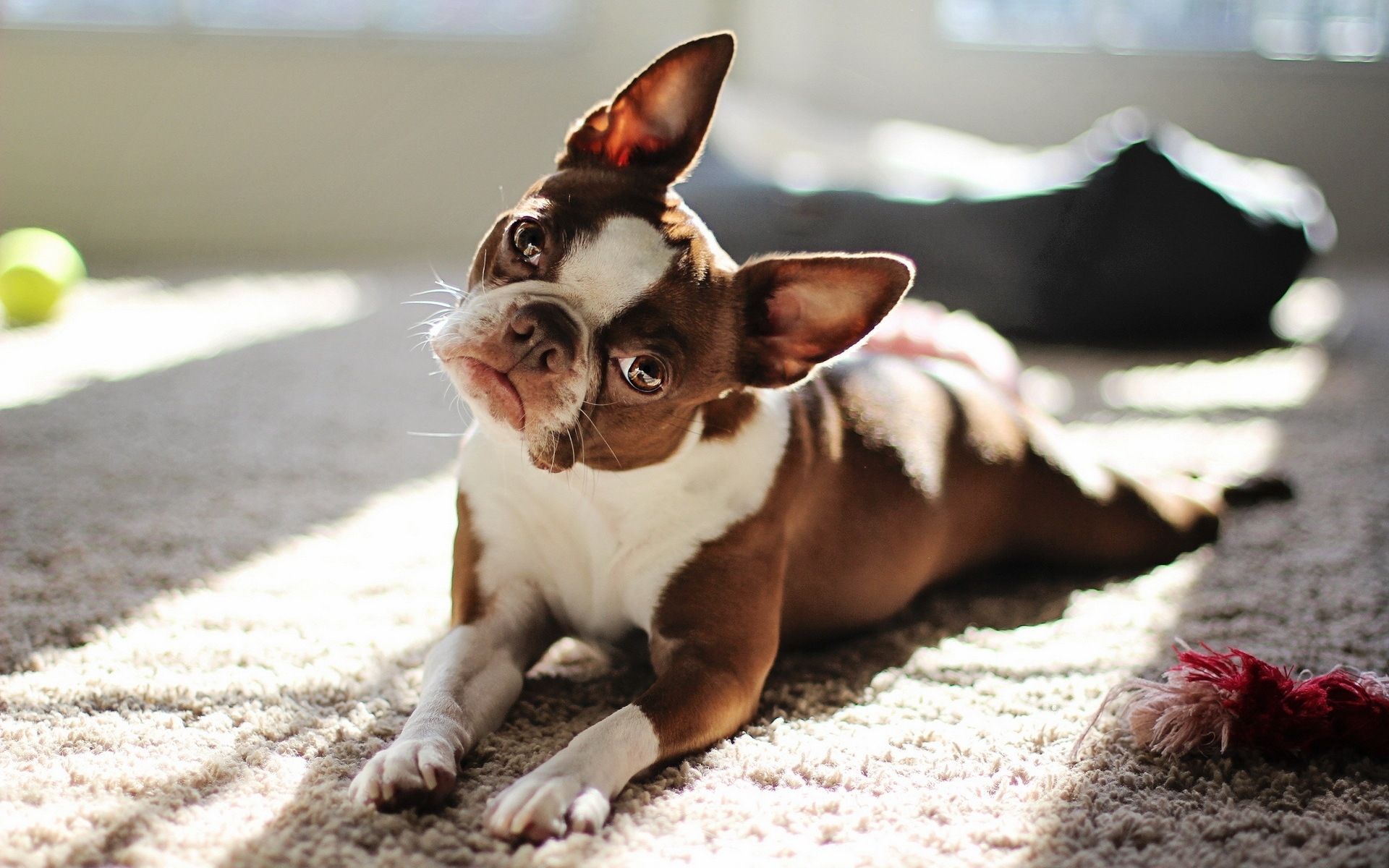 French Bulldog Wallpaper