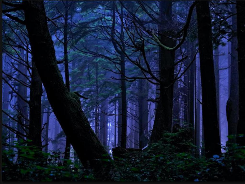 Free Download Forest At Night Background Hd Wallpaper Background Images 1024x768 For Your Desktop Mobile Tablet Explore 27 Night Forest Wallpapers Night Forest Wallpapers Winter Forest Wallpaper Night Inside