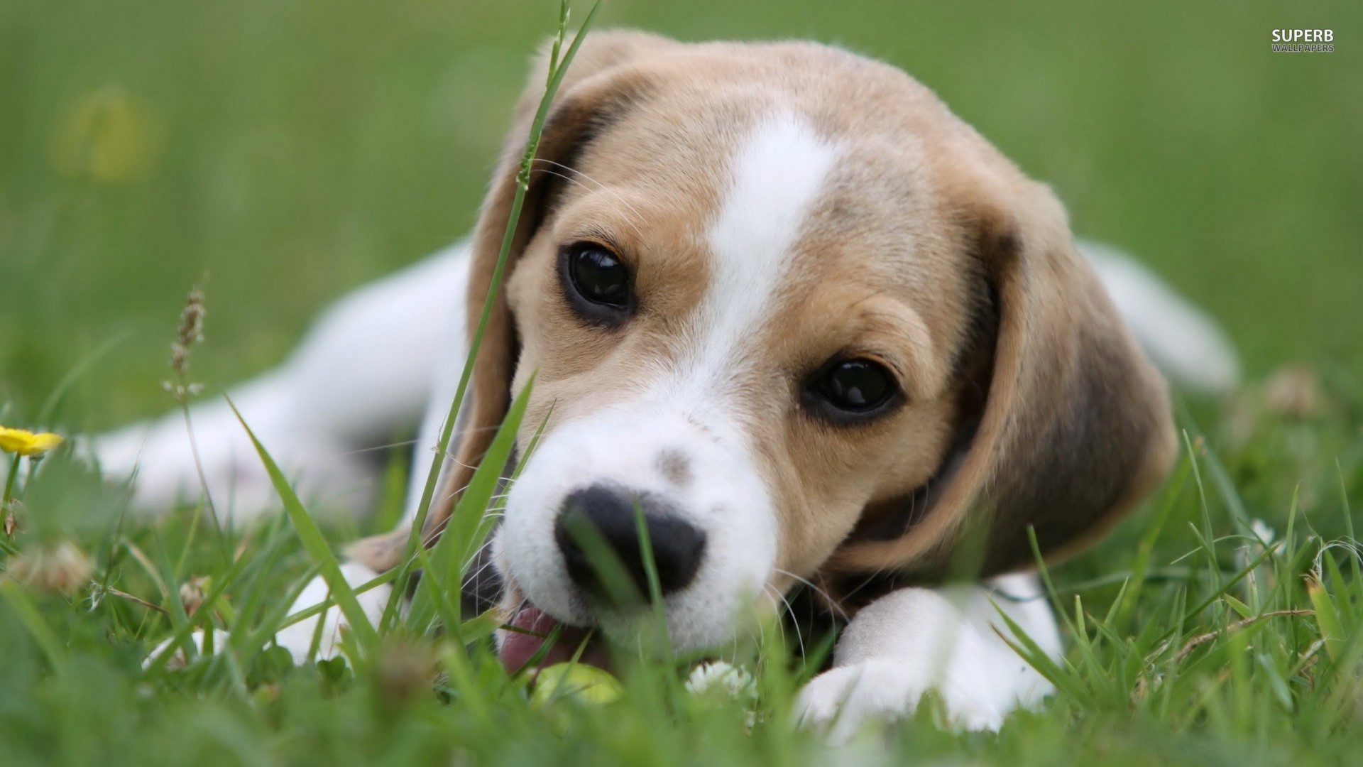 Cute Beagle Dog Lying On The Grass Wallpaper And Image