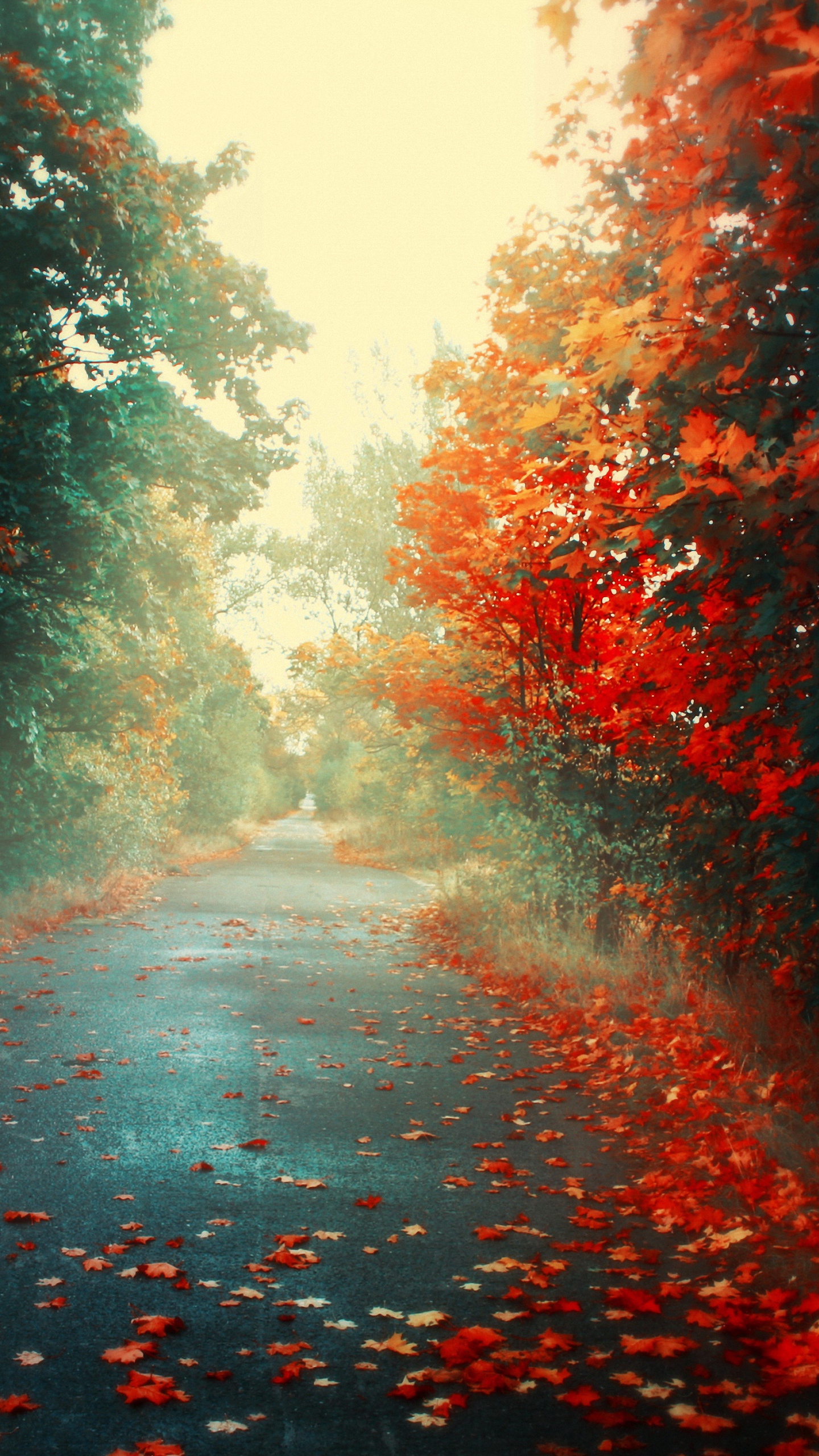 Orange Autumn Road Leave lg g3 Wallpapers HD 1440x2560