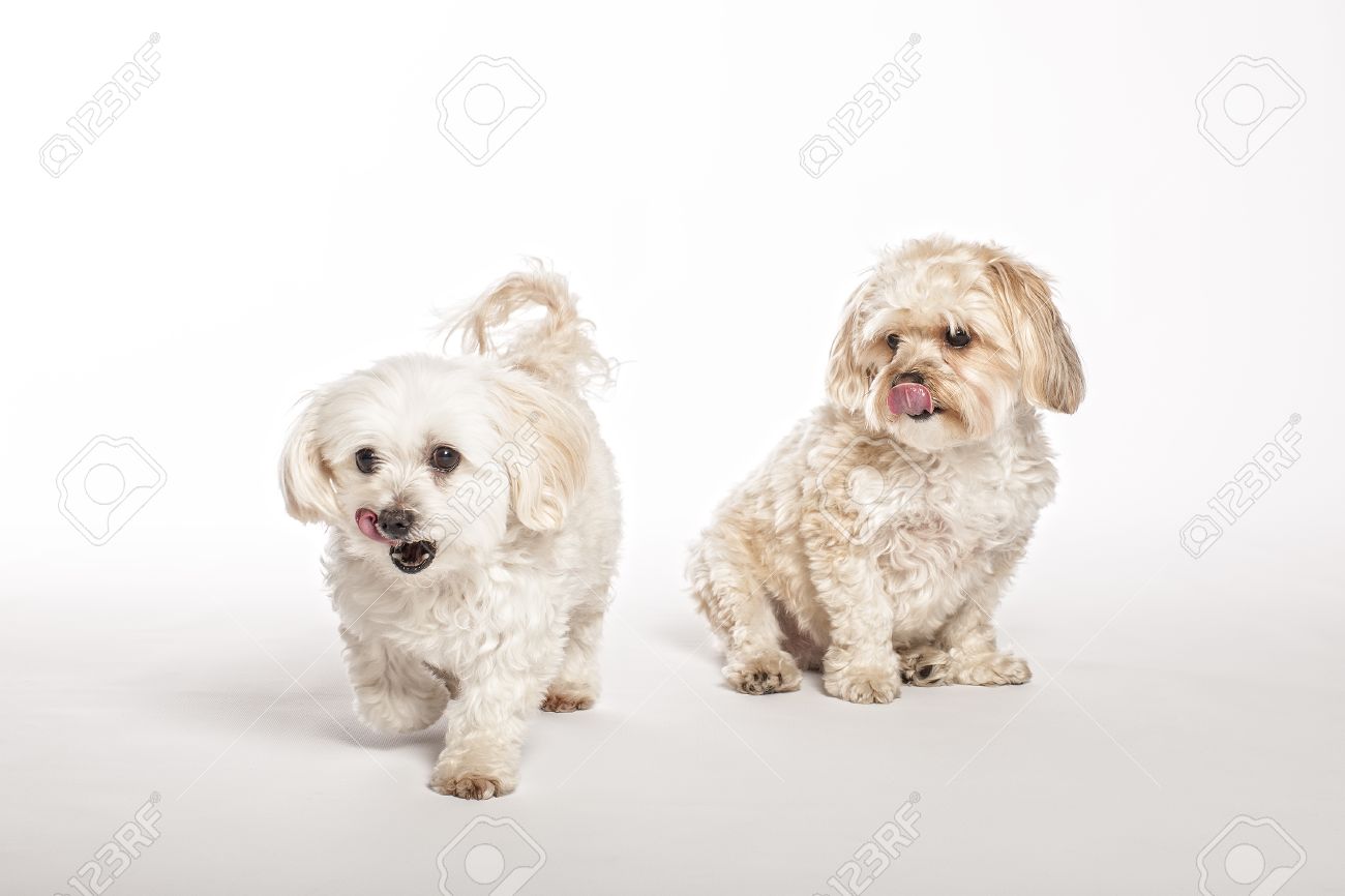 14-maltipoo-backgrounds-wallpapersafari