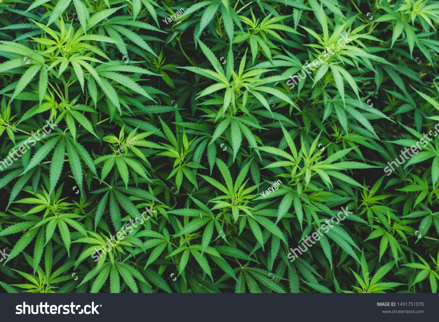 Background Marijuana Wallpaper Cannabis Leaves Stock Photo