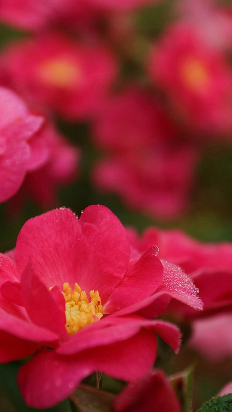 Bright Pink Flowers iPhone Wallpaper