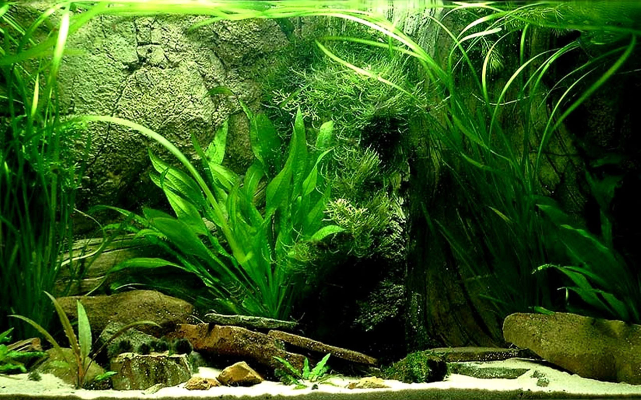 Background Aquarium Plant Desktops Pics