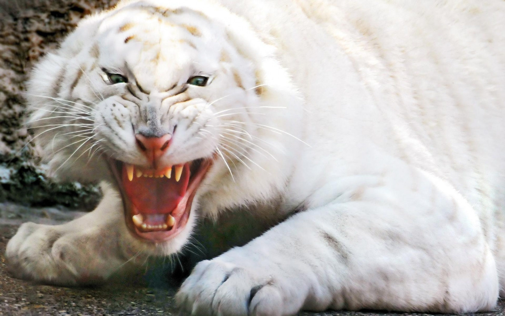 Angry White Tiger Desktop Pc And Mac Wallpaper