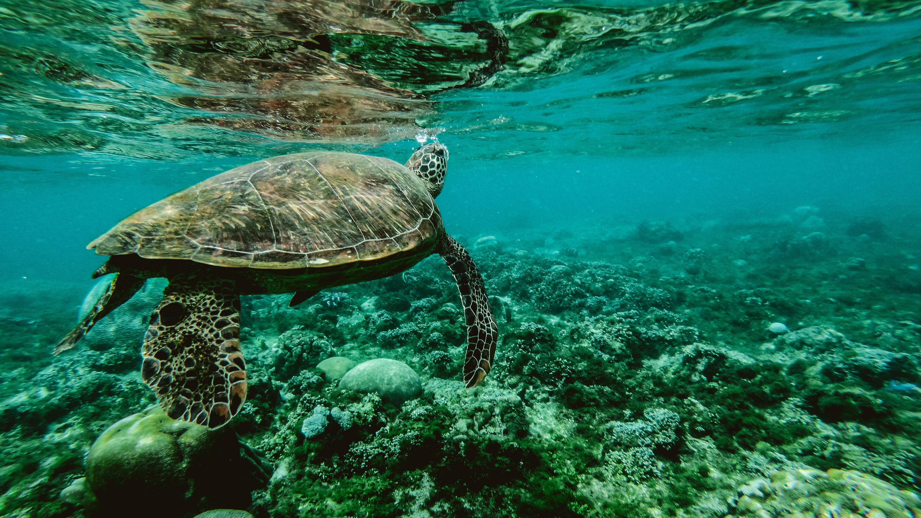 Wallpaper 4k Turtle Underwater