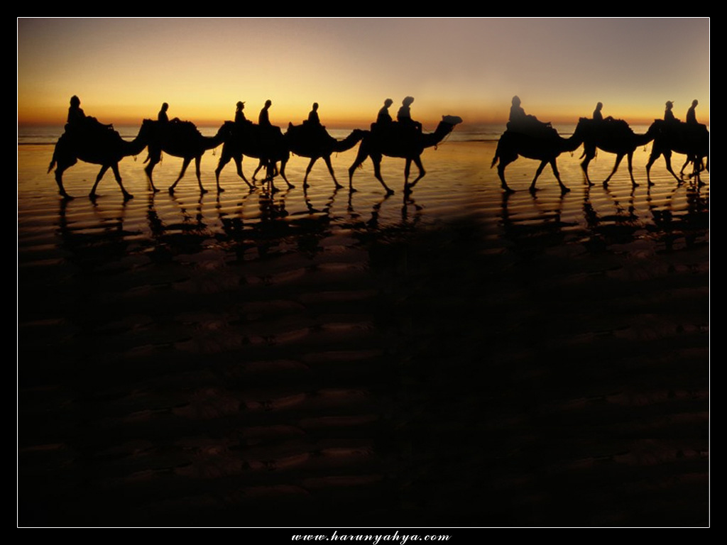 Camel Desert The Best Wallpaper Of Web