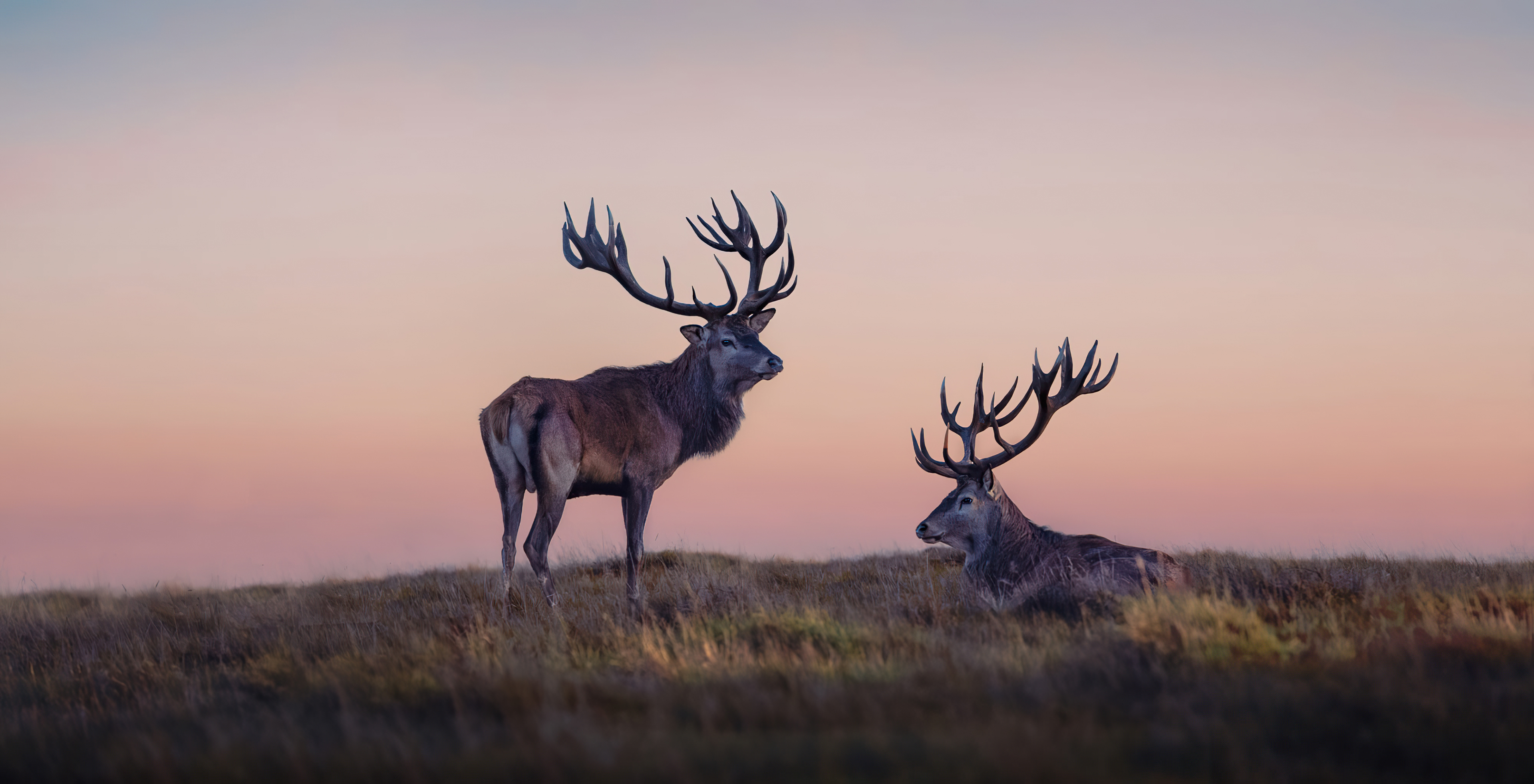 Two Reindeers Wallpaper HD Animals 4k Image Photos And Picture