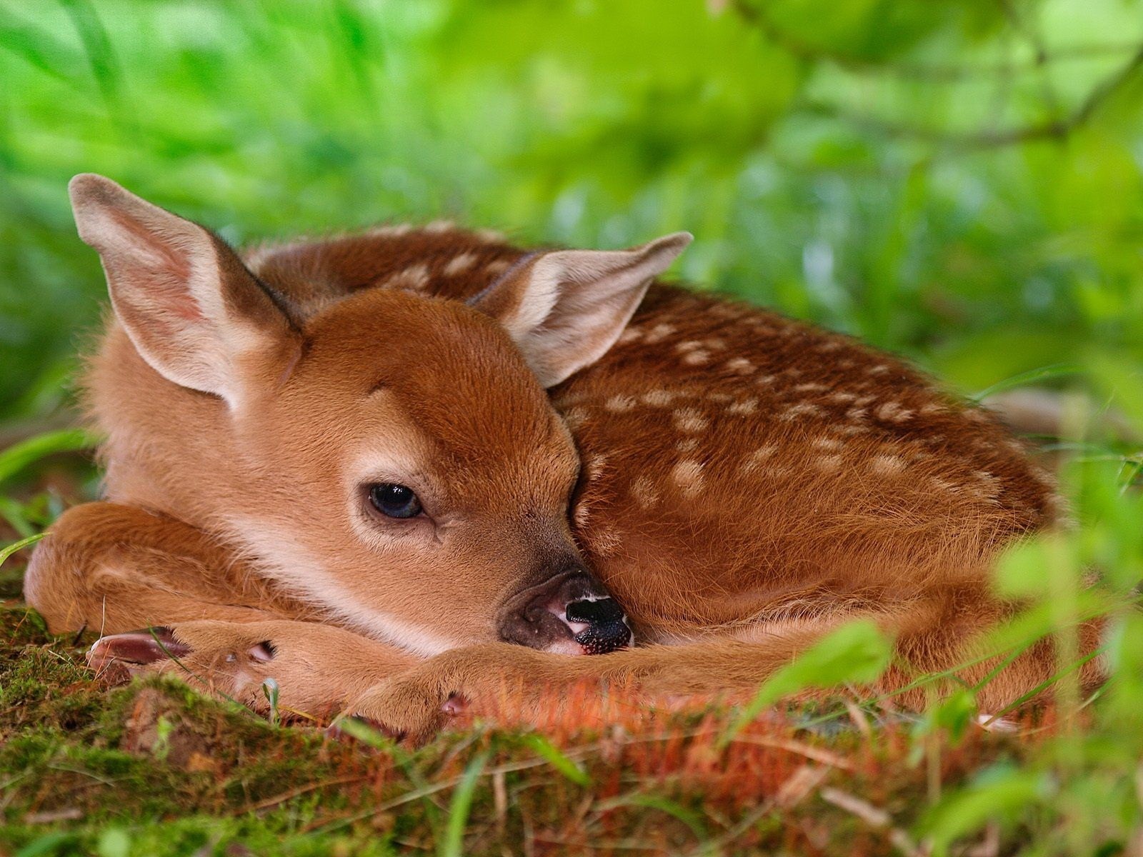 Wallpaper Deer Fawn White Tailed Red Baby