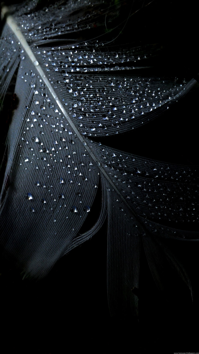 Raindrops On Dark Feather iPhone 5s 5c Wallpaper Pictures