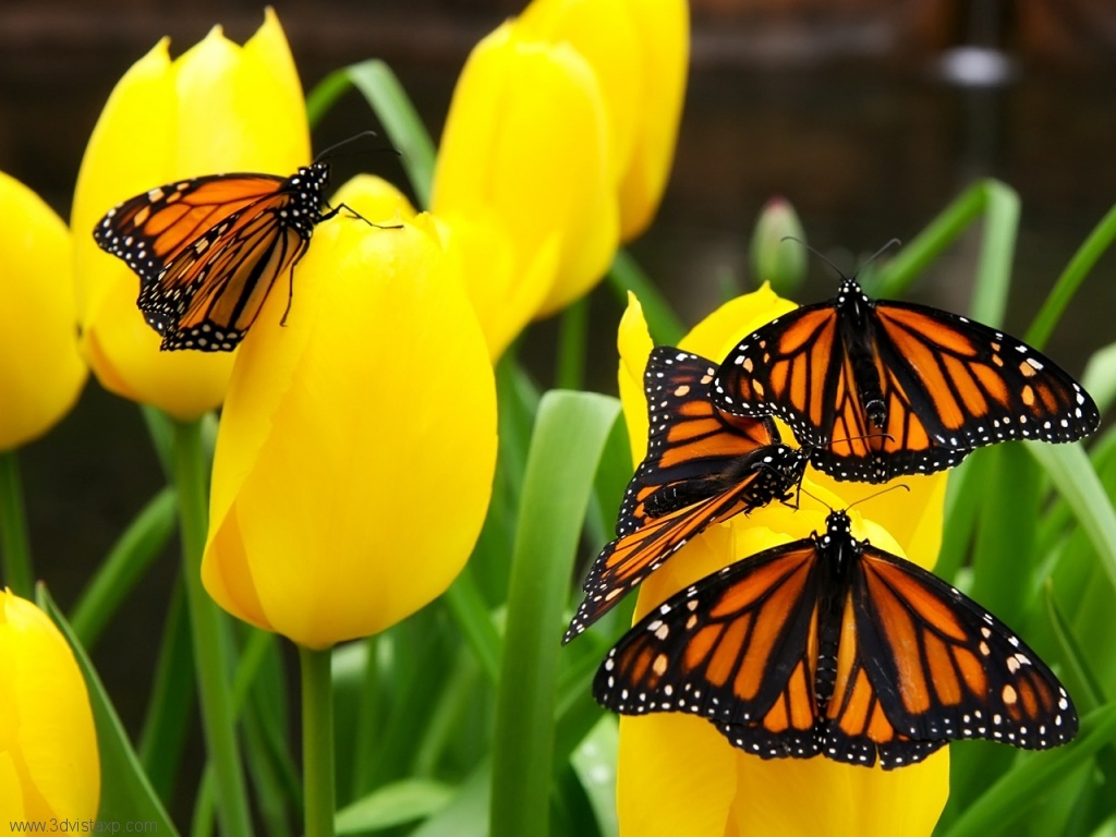 Butterflies and Flowers Mobile wallpapers