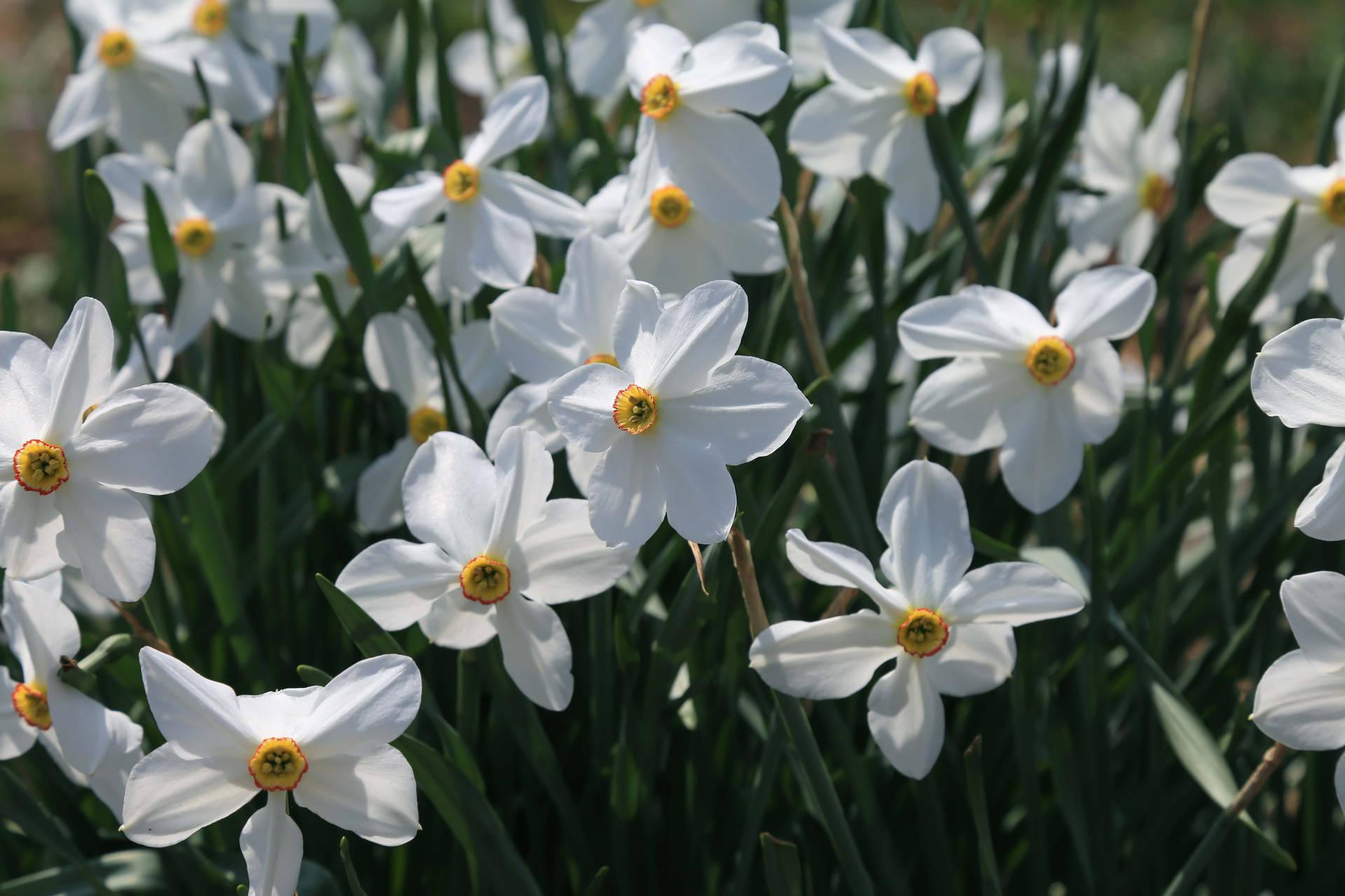 Download Pheasant Eye Narcissus Flowers Wallpaper