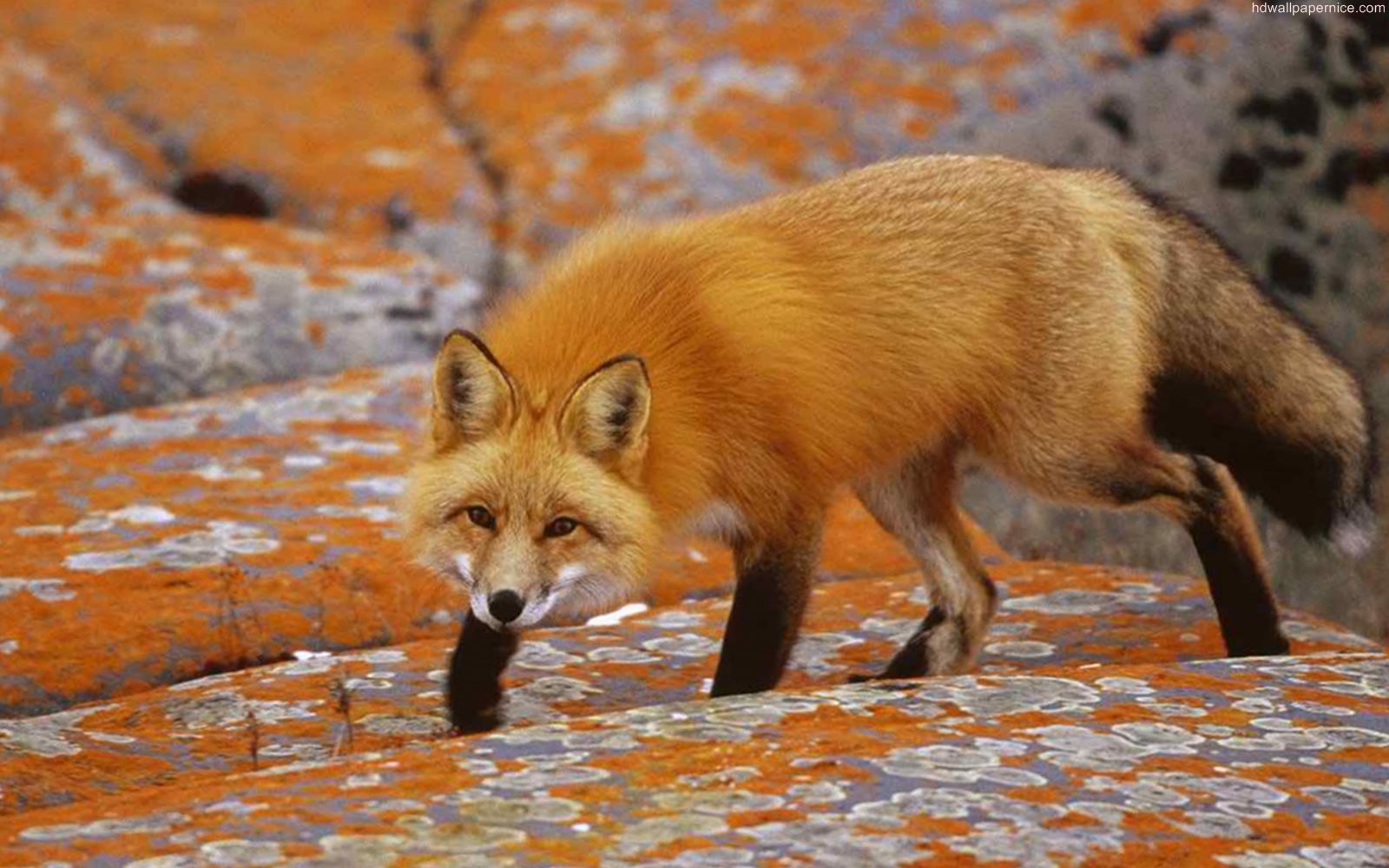 Red Fox Animal Hd Wallpaper Wallpaperpick